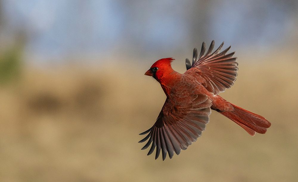USA-South Texas Northern cardinal flying art print by Ken Archer for $57.95 CAD