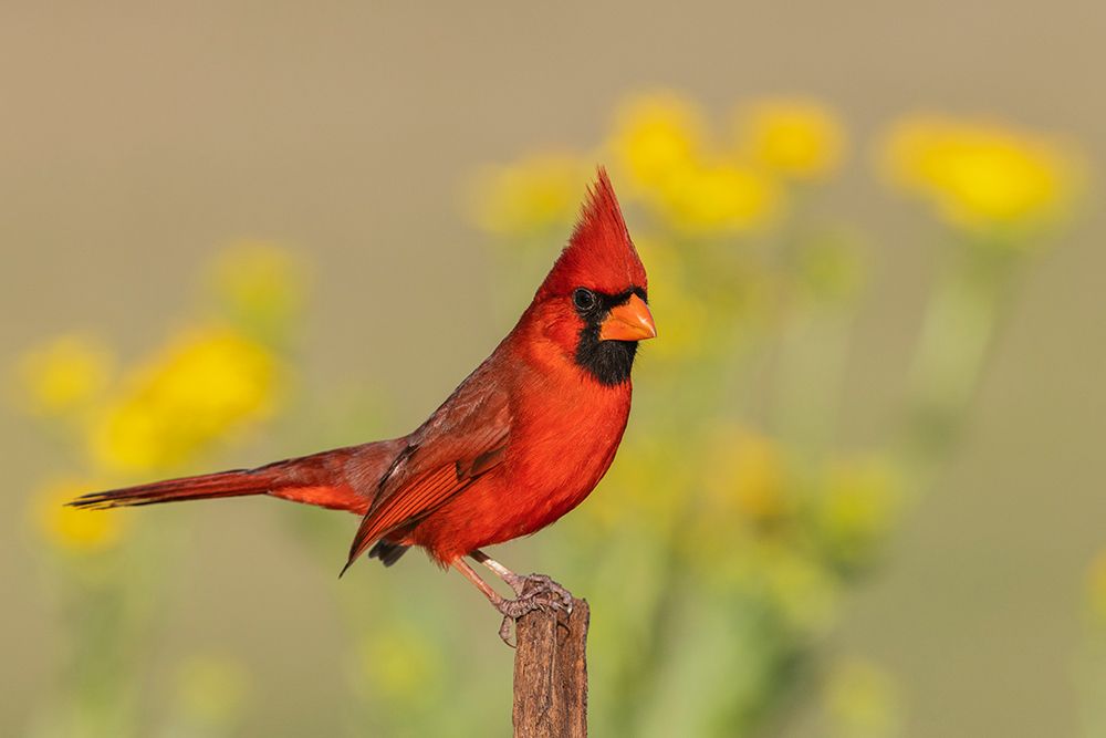 USA-South Texas Northern cardinal art print by Ken Archer for $57.95 CAD