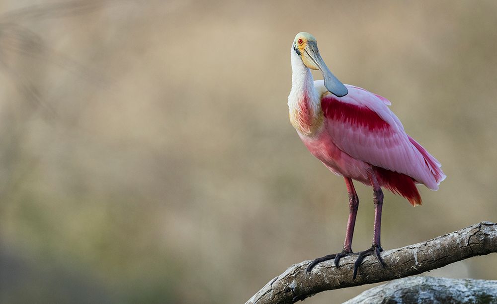 USA-South Texas Roseate spoonbill art print by Ken Archer for $57.95 CAD