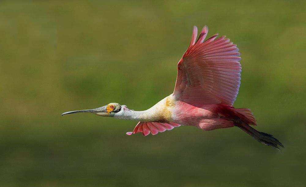 USA-South Texas Roseate spoonbill flyby art print by Ken Archer for $57.95 CAD