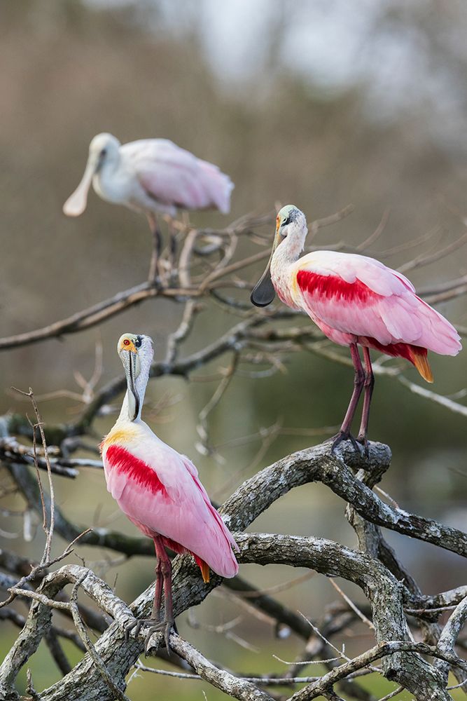 USA-South Texas Roseate spoonbills preening art print by Ken Archer for $57.95 CAD