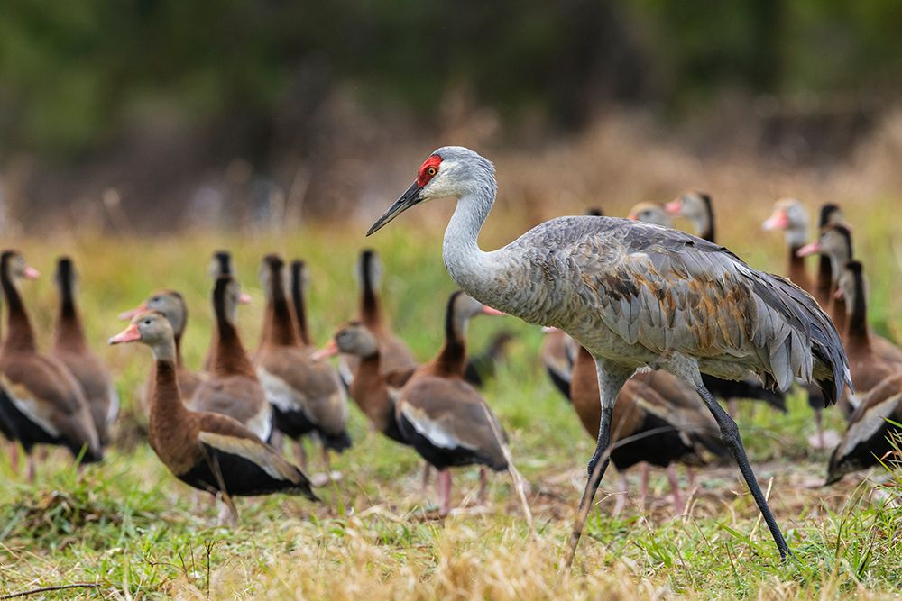 USA-South Texas Sandhill crane (lesser) and black-bellied whistling ducks art print by Ken Archer for $57.95 CAD