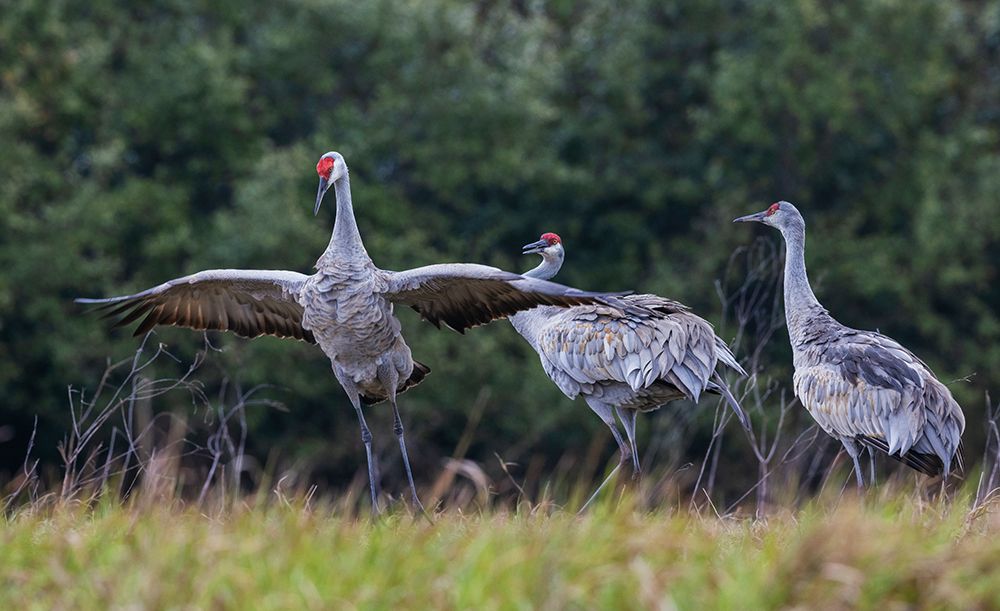 USA-South Texas Aranas National Wildlife Refuge-sandhill cranes (lesser) dancing art print by Ken Archer for $57.95 CAD