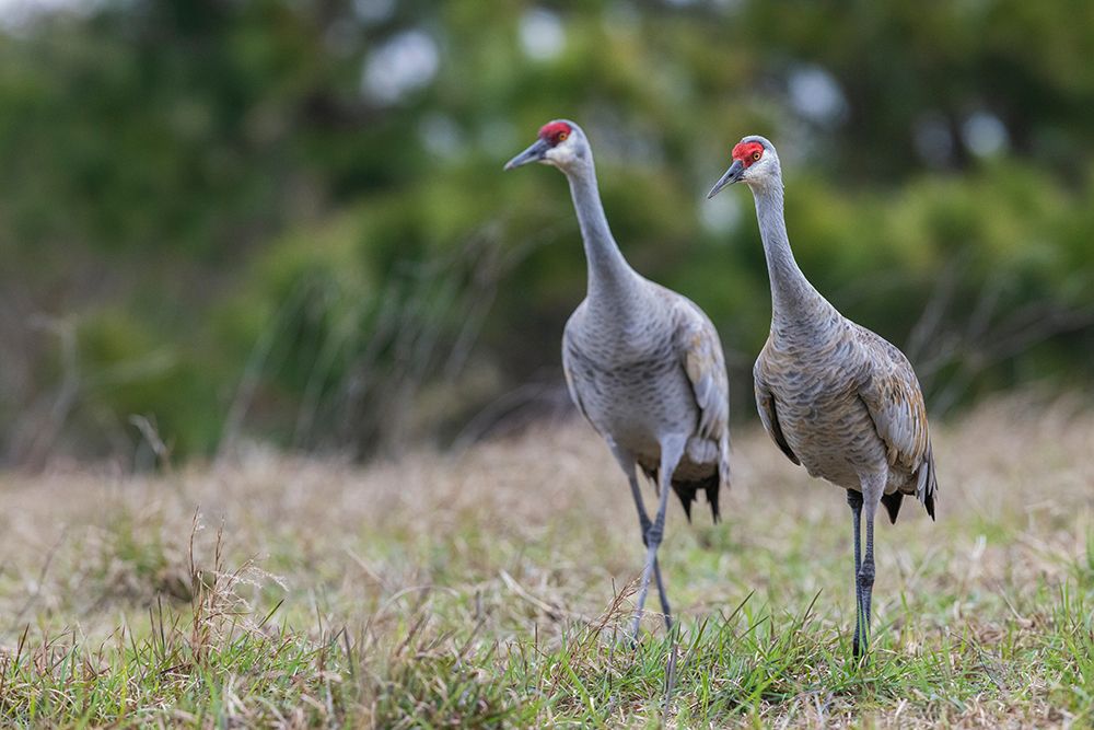 USA-South Texas Aranas National Wildlife Refuge-sandhill cranes pair (lesser) art print by Ken Archer for $57.95 CAD
