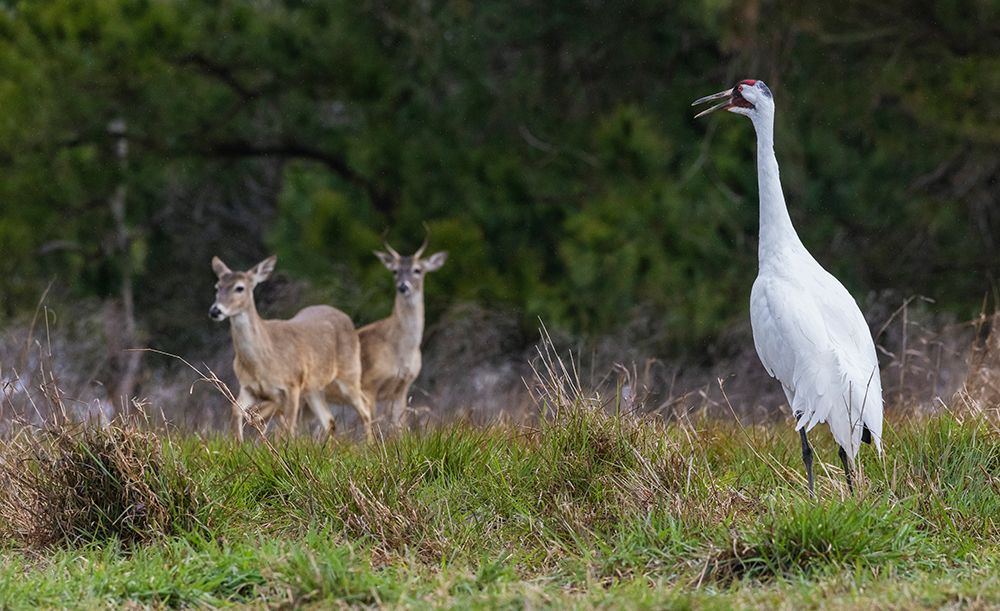 USA-South Texas Aranas National Wildlife Refuge-whooping crane calling and white-tailed deer art print by Ken Archer for $57.95 CAD