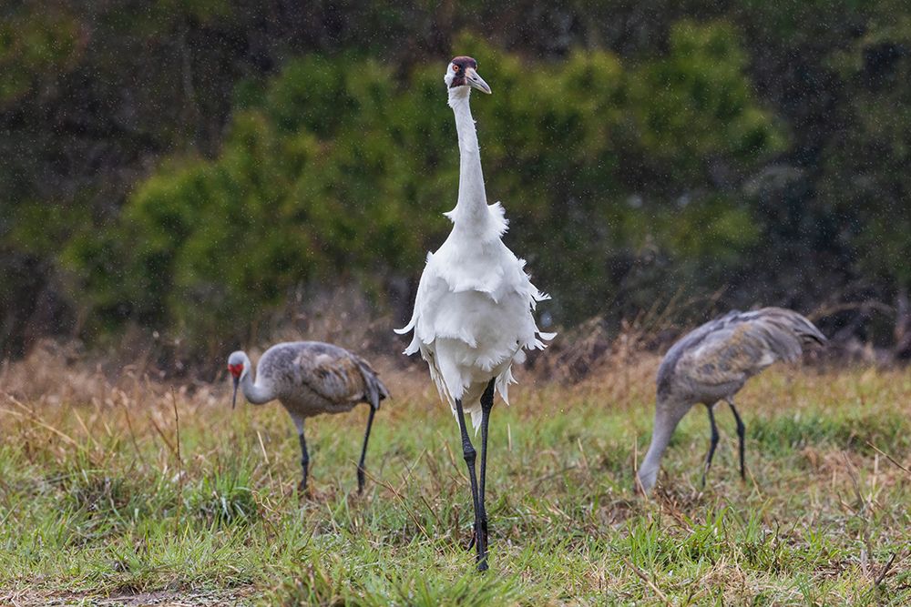 USA-South Texas Aranas National Wildlife Refuge-whooping crane-spring rain art print by Ken Archer for $57.95 CAD