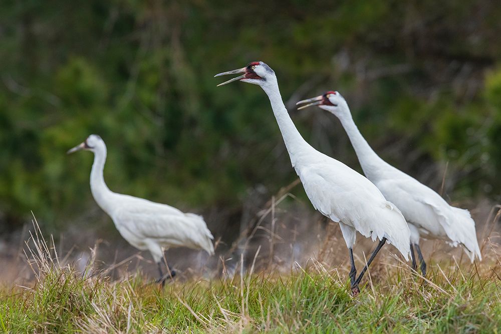 USA-South Texas Aranas National Wildlife Refuge-whooping cranes calling art print by Ken Archer for $57.95 CAD