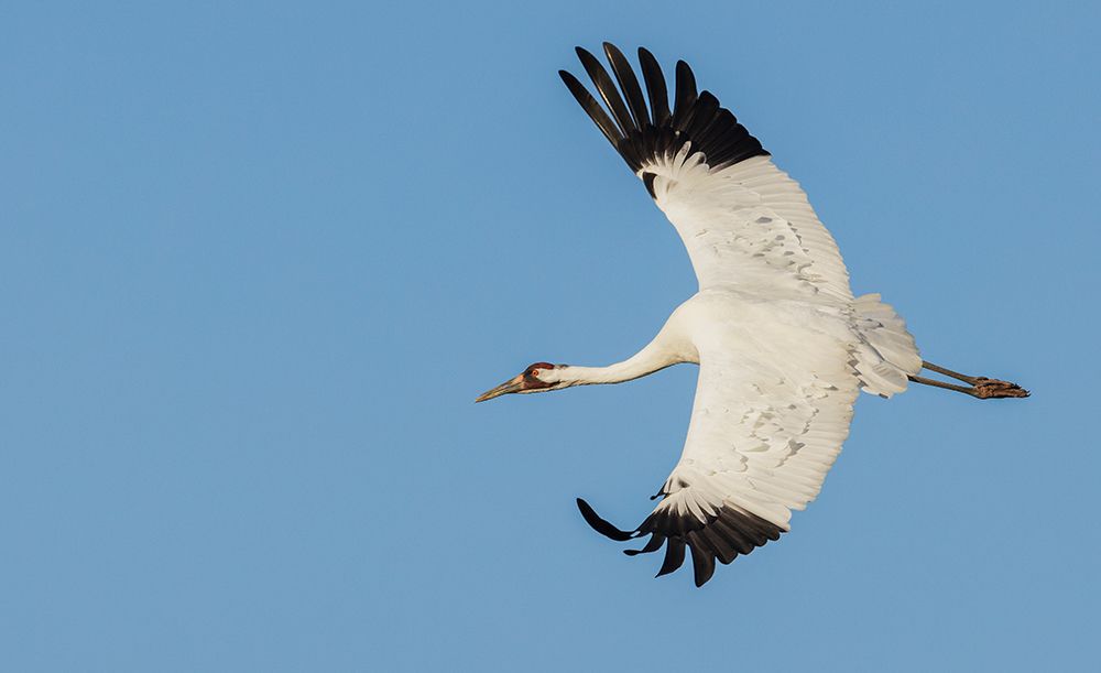 USA-South Texas Aranas National Wildlife Refuge-whooping crane flying art print by Ken Archer for $57.95 CAD