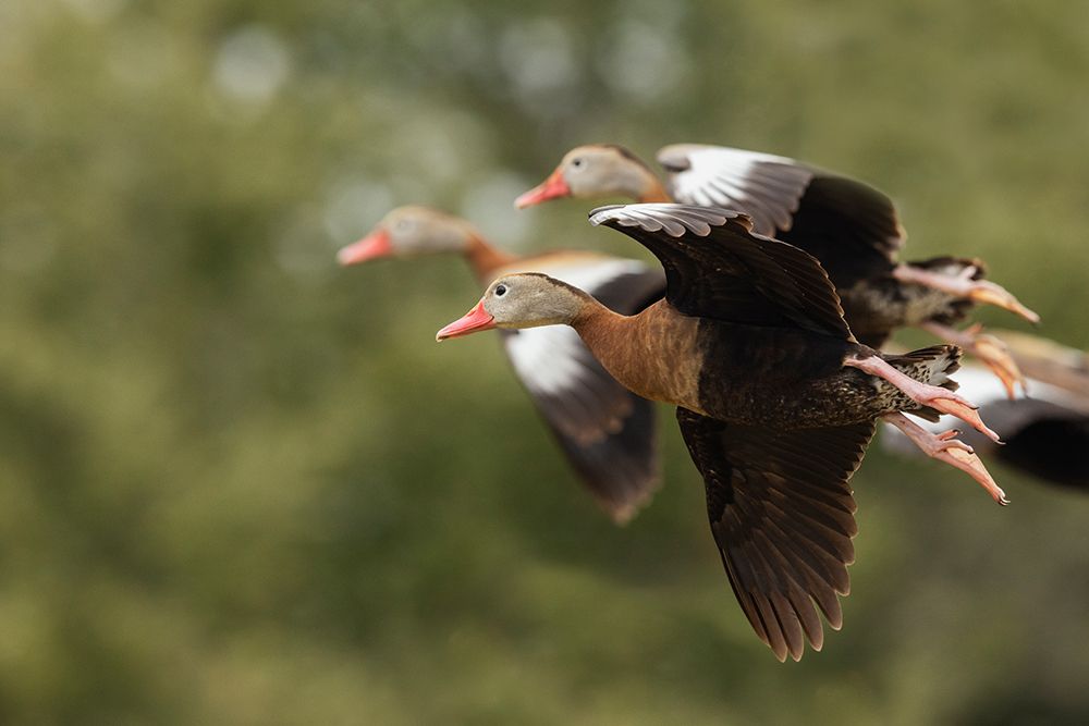USA-South Texas Aranas National Wildlife Refuge-black-bellied whistling ducks alighting art print by Ken Archer for $57.95 CAD