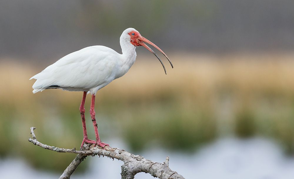USA-South Texas White ibis calling art print by Ken Archer for $57.95 CAD