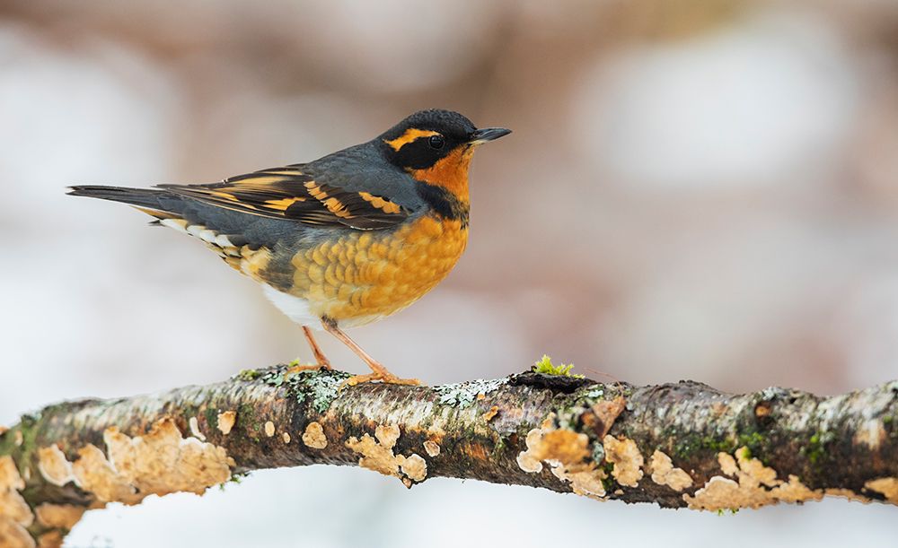 Canada-British Columbia-Boundary Bay-varied thrush-winter habitat art print by Ken Archer for $57.95 CAD