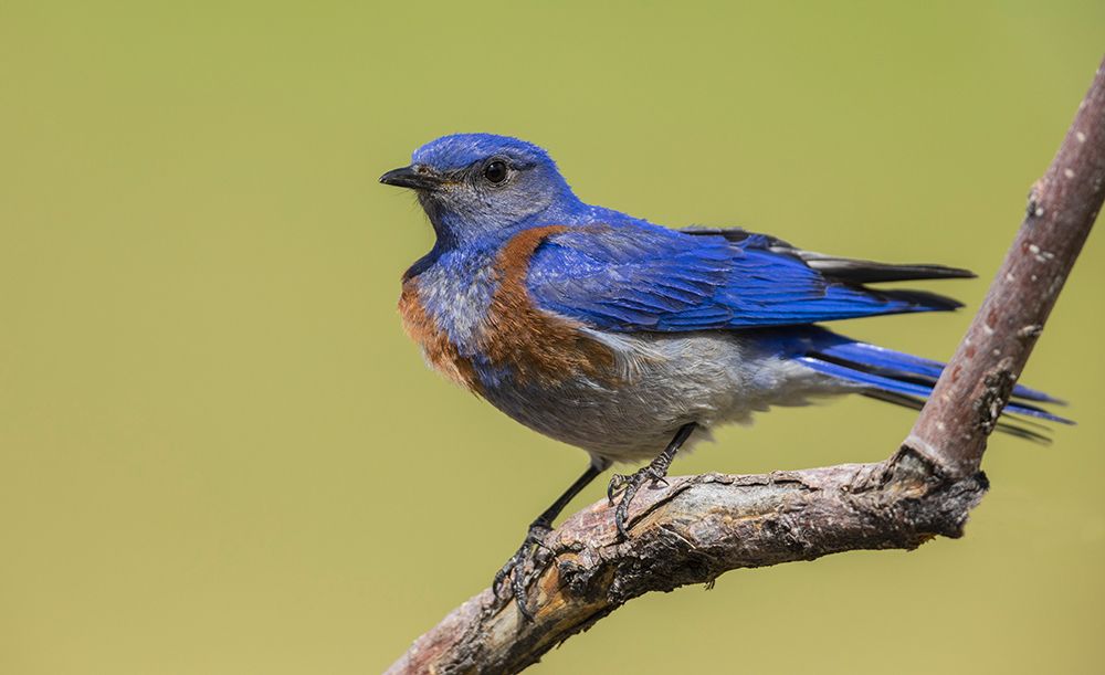USA-Southern Oregon-Malheur National Wildlife Refuge-western bluebird art print by Ken Archer for $57.95 CAD