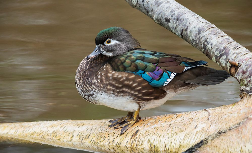 Canada-British Columbia-Boundary Bay-wood duck hen resting art print by Ken Archer for $57.95 CAD