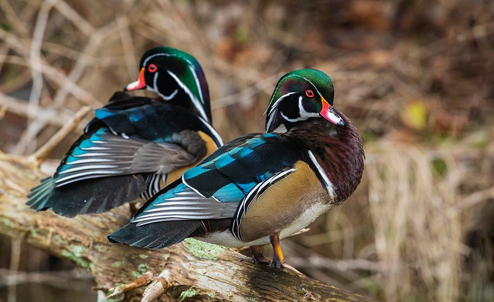Canada-British Columbia-Boundary Bay-wood duck drakes resting art print by Ken Archer for $57.95 CAD