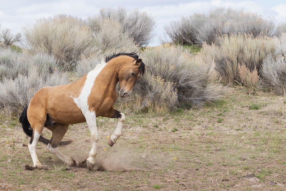 Wild stallion-dominance display art print by Ken Archer for $57.95 CAD