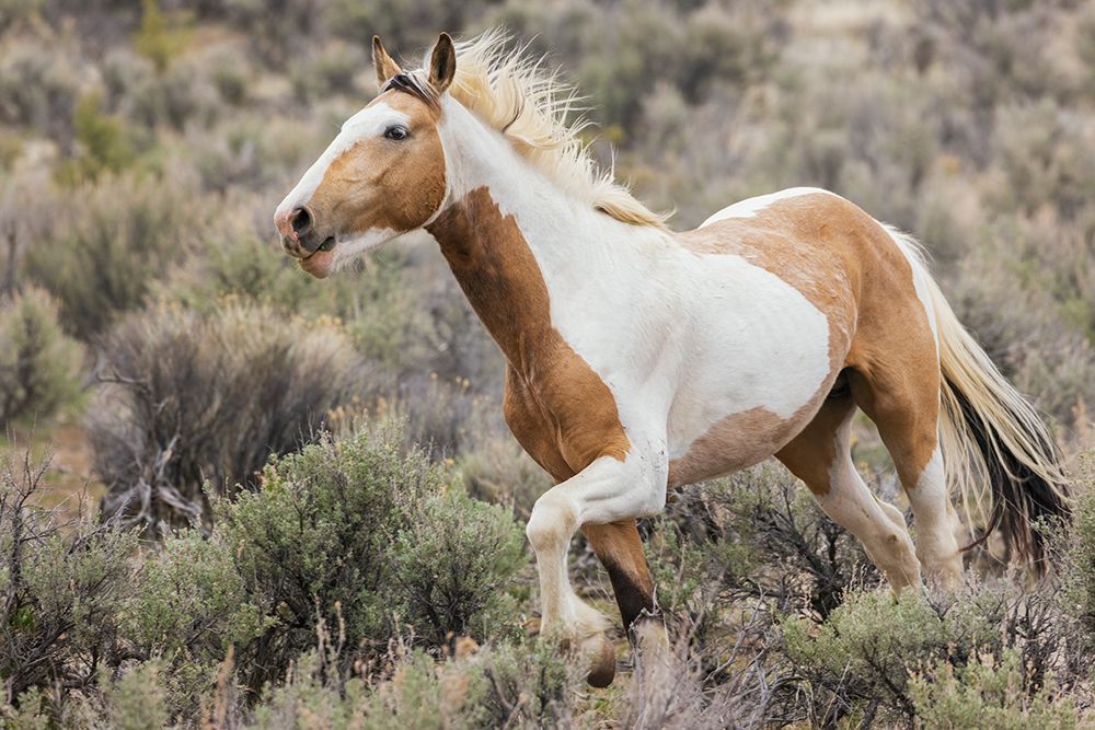 Wild horse on the move art print by Ken Archer for $57.95 CAD