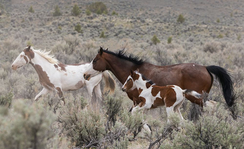 Wild horses on the move art print by Ken Archer for $57.95 CAD