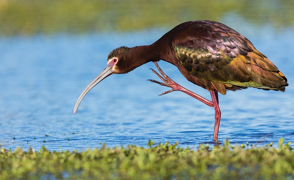 White-faced ibis scratching art print by Ken Archer for $57.95 CAD