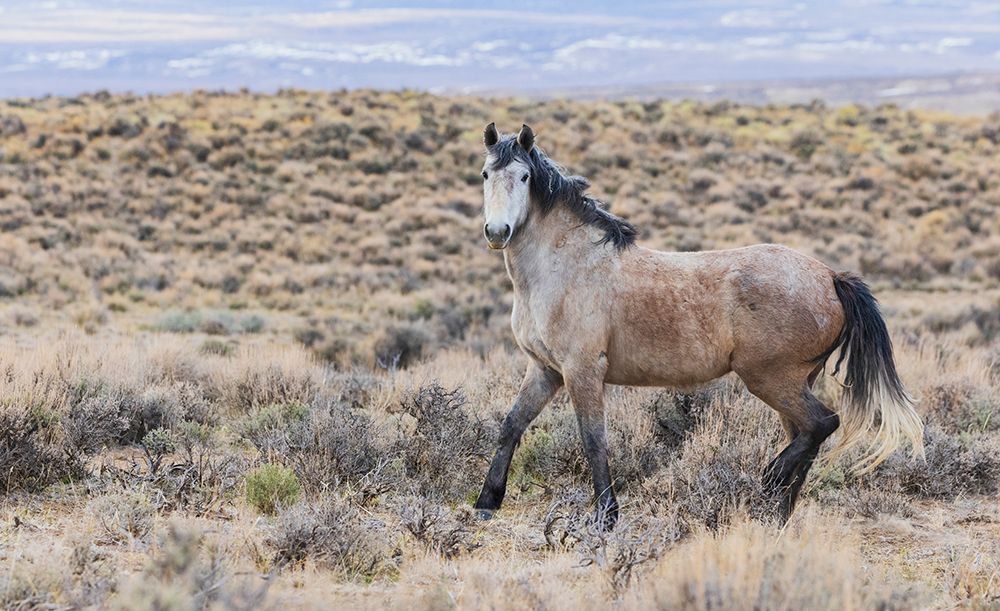 Wild mustang art print by Ken Archer for $57.95 CAD
