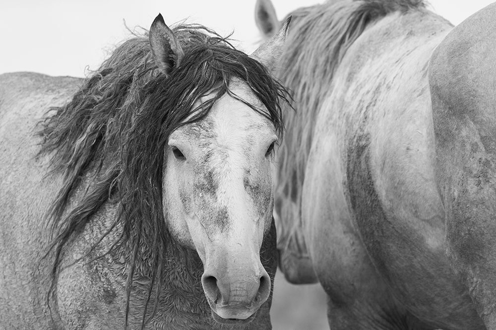 Wild mustang stallions art print by Ken Archer for $57.95 CAD