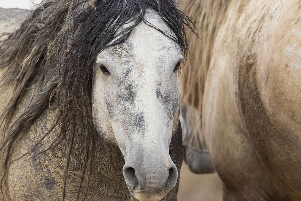 Wild mustang stallions art print by Ken Archer for $57.95 CAD
