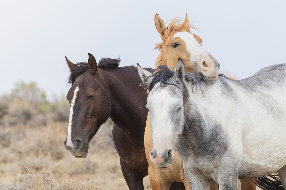 Wild mustangs resting art print by Ken Archer for $57.95 CAD