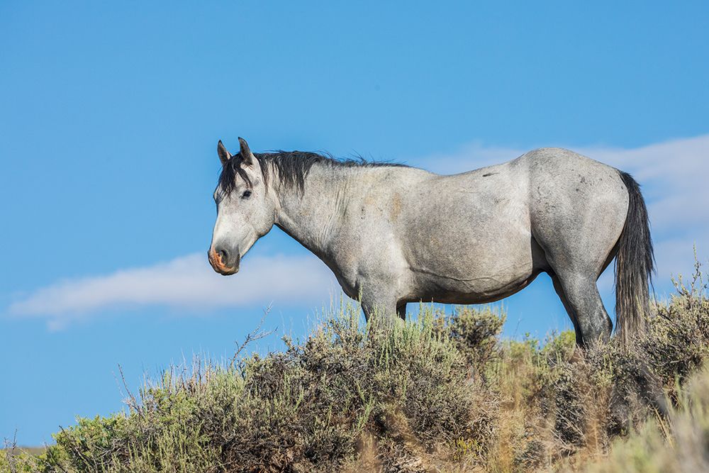 Wild mustang stallion USA-Colorado art print by Ken Archer for $57.95 CAD