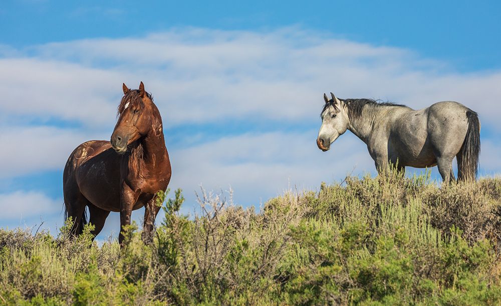 Wild mustang stallions USA-Colorado art print by Ken Archer for $57.95 CAD