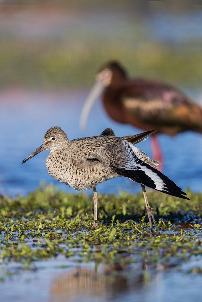 Willet stretching art print by Ken Archer for $57.95 CAD