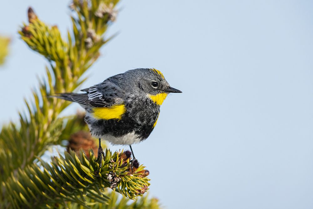 Yellow-rumped warbler-Audubons warbler-Washington State-Olympic Peninsula-USA art print by Ken Archer for $57.95 CAD