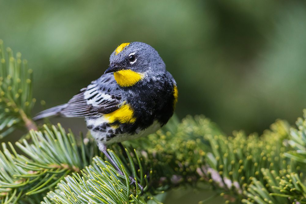 Yellow-rumped warbler-Audubons warbler-Washington State-Olympic Peninsula-USA art print by Ken Archer for $57.95 CAD