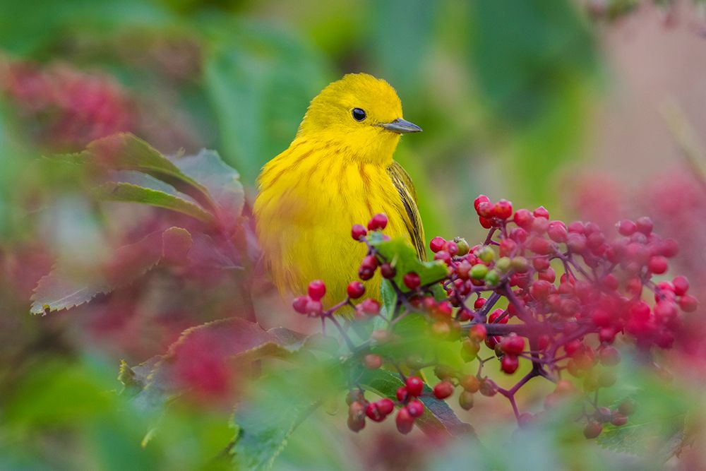 USA-Washington State Skagit Valley-yellow warbler among wild Hawthorn berries art print by Ken Archer for $57.95 CAD