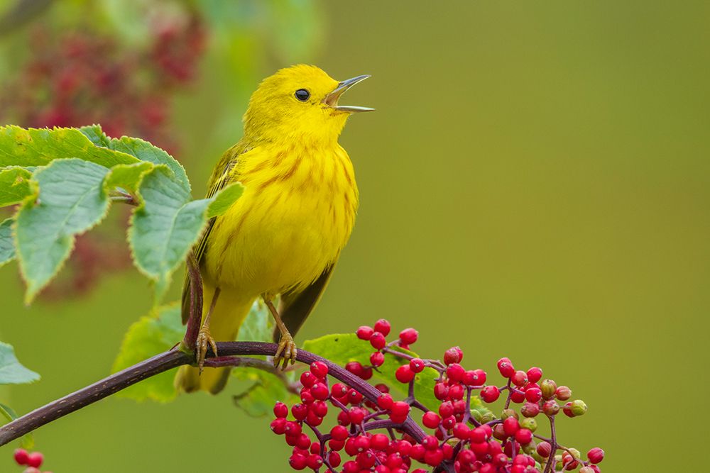 Yellow warbler singing on Hawthorn berry bush-Skagit Valley-Washington State-USA art print by Ken Archer for $57.95 CAD