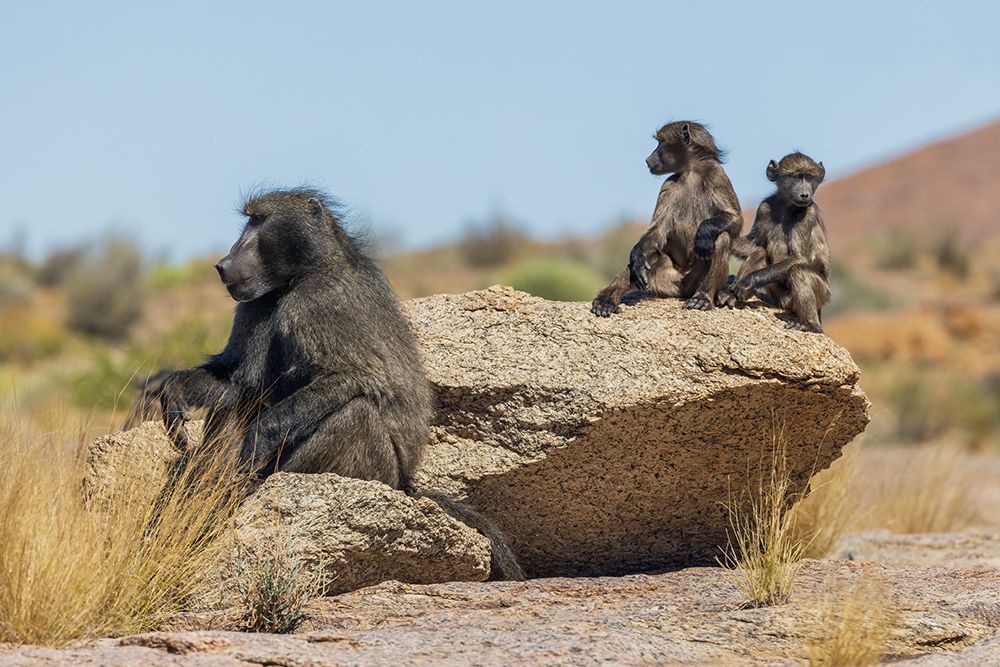 Baboon family taking in the morning sunlight in southern Africa art print by Ken Archer for $57.95 CAD