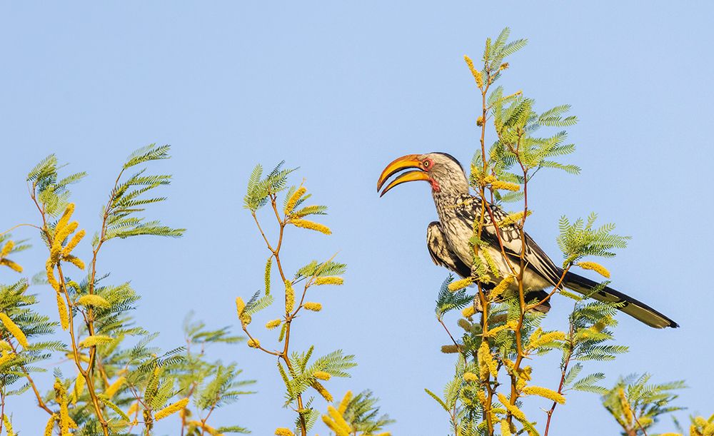 Southern yellow-billed hornbill at home in the Kalahari Desert art print by Ken Archer for $57.95 CAD
