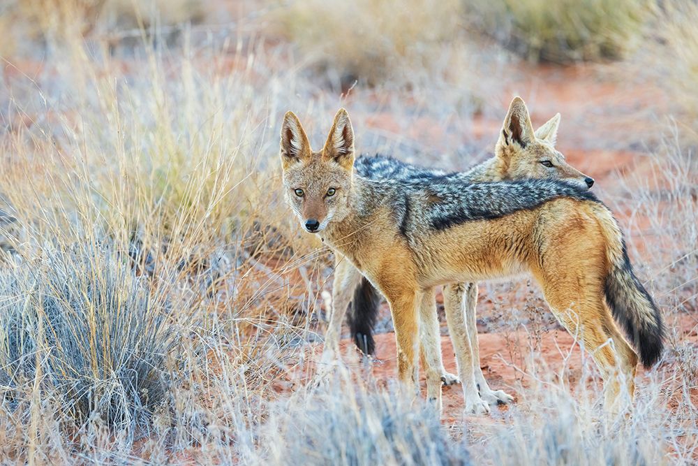 Black-backed jackal pair, courtship grooming in the Kalahari Desert art print by Ken Archer for $57.95 CAD