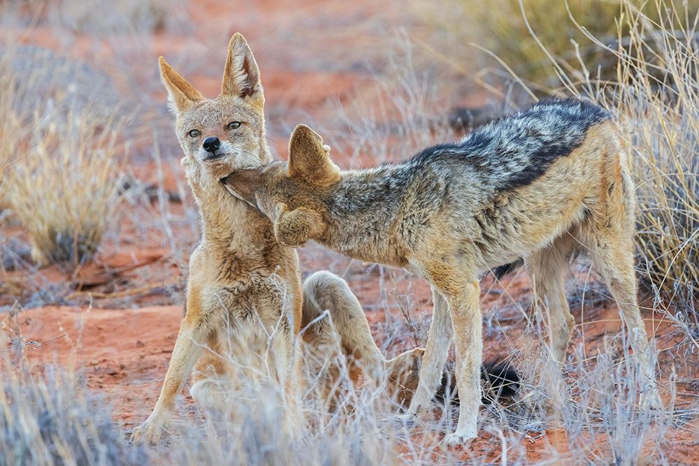 Black-backed jackal pair bonding in the Kalahari Desert of southern Africa art print by Ken Archer for $57.95 CAD