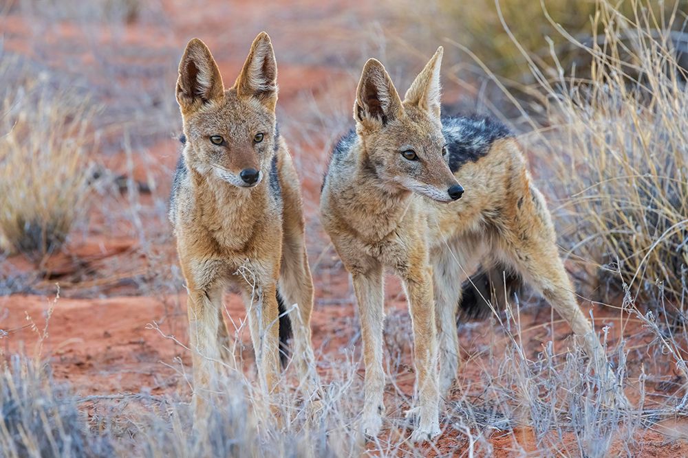 Black-backed jackal pair bonding in the Kalahari Desert of southern Africa art print by Ken Archer for $57.95 CAD