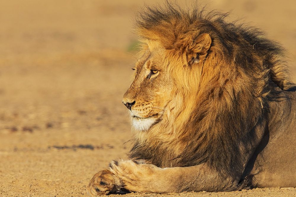 Black-maned lion male resting in the morning sun of the Kalahari Desert, southern Africa art print by Ken Archer for $57.95 CAD