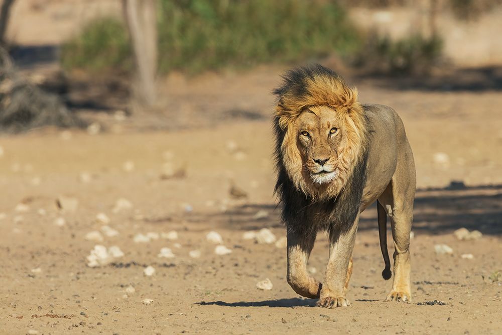 Black-maned lion, handsome male traveling in the morning light of southern Africa art print by Ken Archer for $57.95 CAD