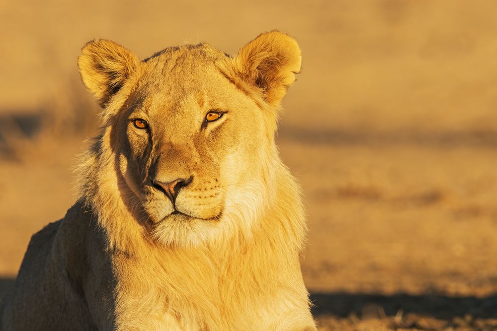 Black-maned lion, young male resting in the morning light of southern Africa art print by Ken Archer for $57.95 CAD