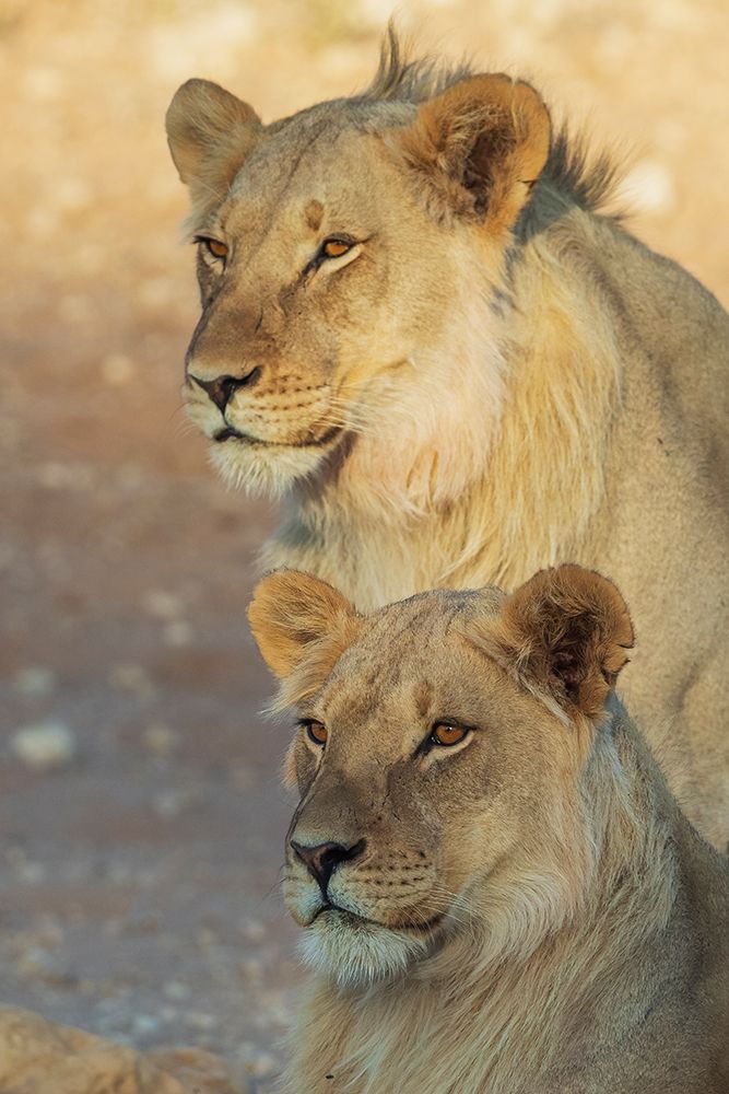 Young black-maned lion males resting in the morning sun of the Kalahari Desert, southern Africa art print by Ken Archer for $57.95 CAD