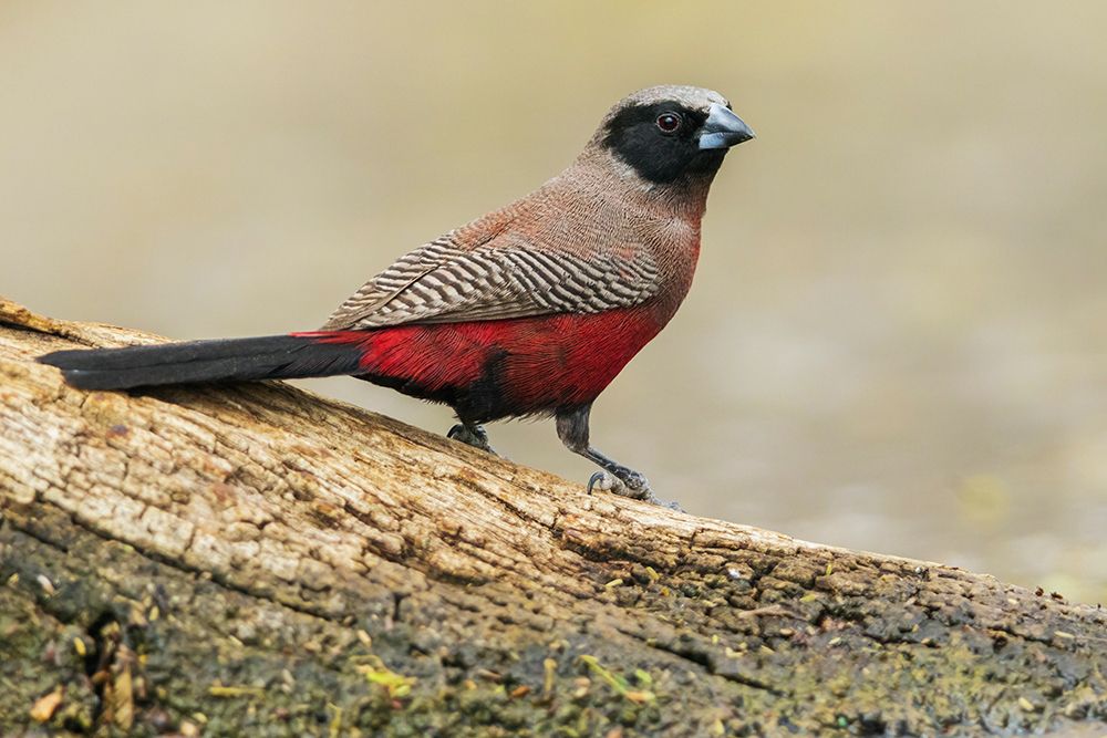 Black-faced waxbill pauses before quenching its thirst in southern Africa art print by Ken Archer for $57.95 CAD