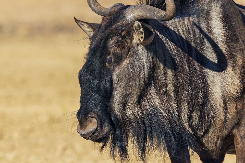 Blue wildebeest close-up portrait in the Kalahari Desert of southern Africa art print by Ken Archer for $57.95 CAD