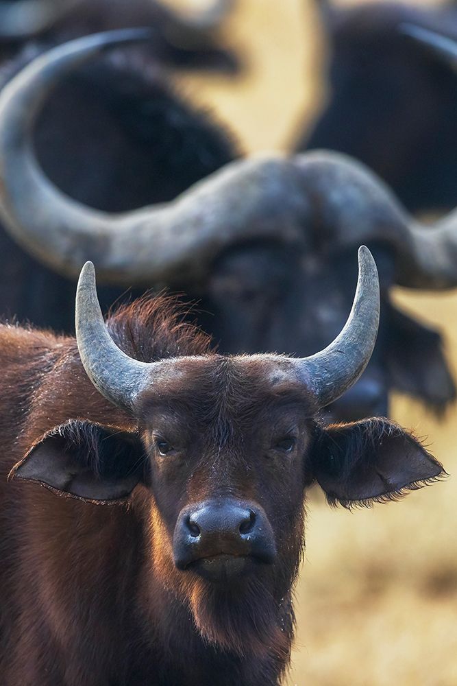 Cape buffalo herd waiting out a light rain shower in southern Africa art print by Ken Archer for $57.95 CAD