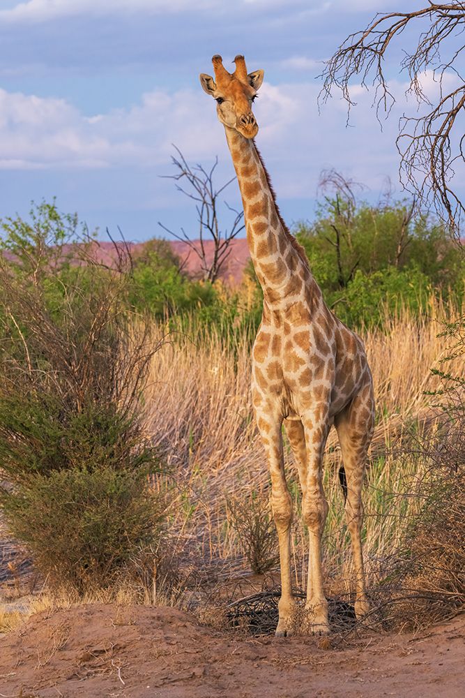 Young giraffe pauses for a look about at dusk in Augrabies Falls National Park, southern Africa art print by Ken Archer for $57.95 CAD