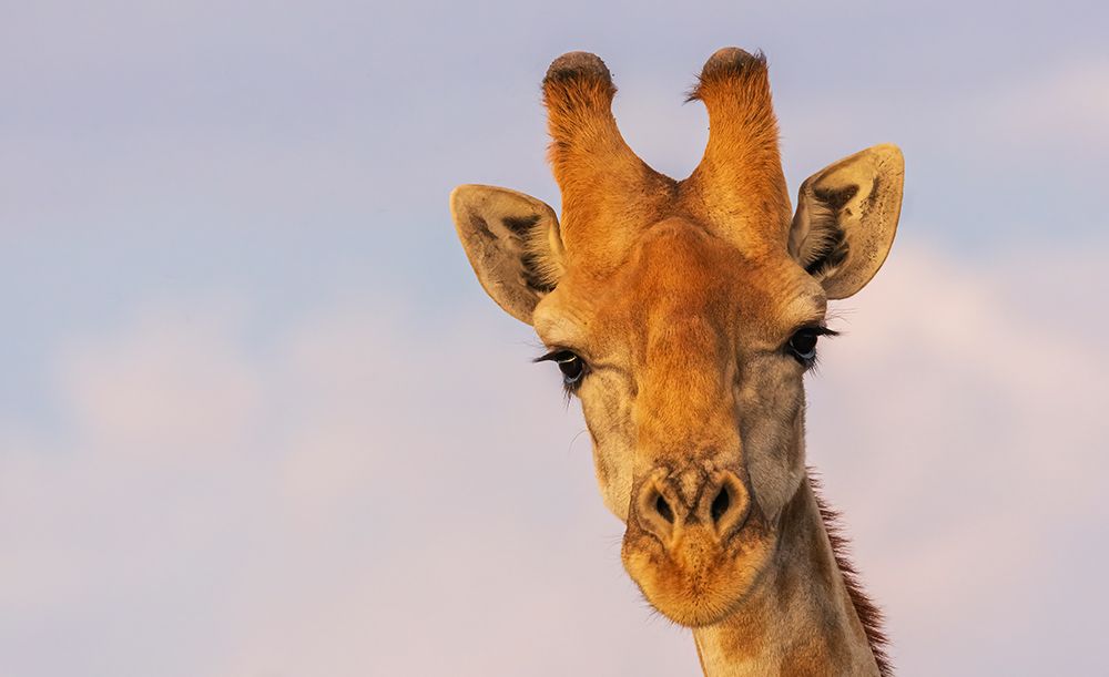 Curious giraffes pauses in the desert climate of Augrabies Falls, southern Africa art print by Ken Archer for $57.95 CAD