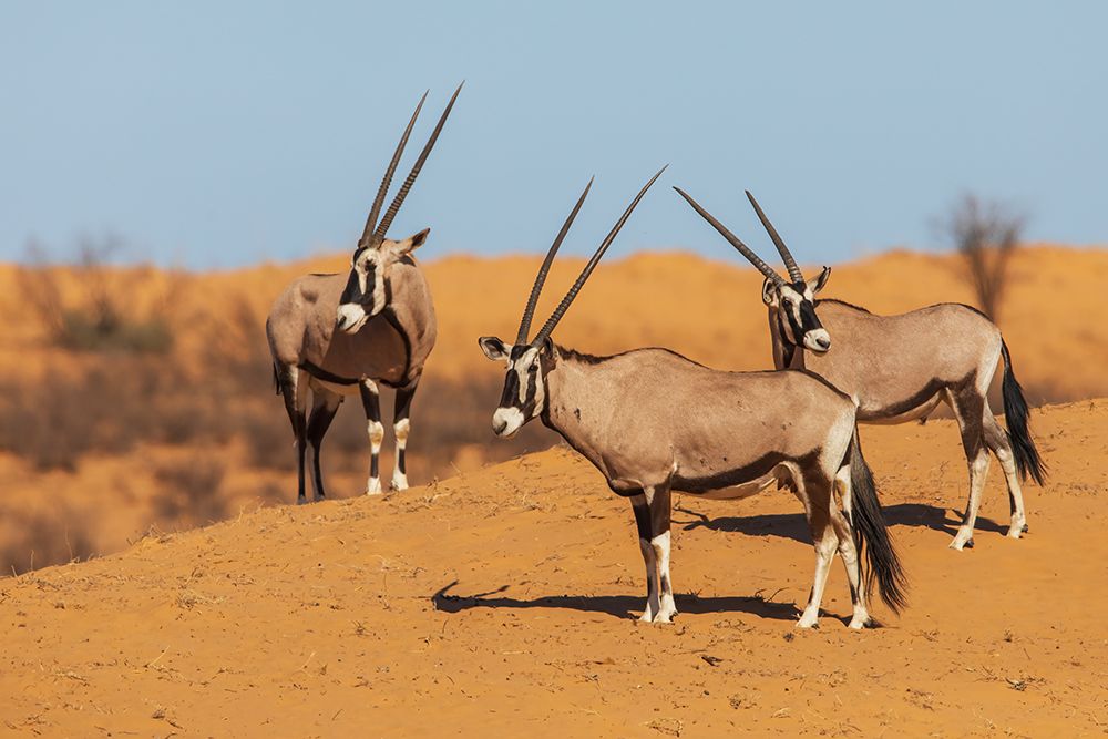 Gemsbok bulls watching a water hole for possible predators in Kalahari Desert in southern Africa art print by Ken Archer for $57.95 CAD