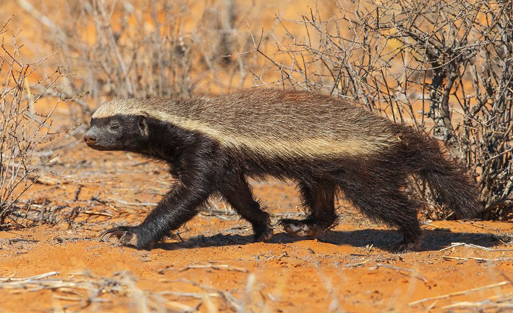 Honey badger searching the dunes of the Kalahari Desert for a meal art print by Ken Archer for $57.95 CAD
