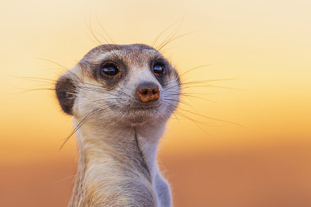 Meerkat on the lookout at sunset in the Kalahari Desert art print by Ken Archer for $57.95 CAD